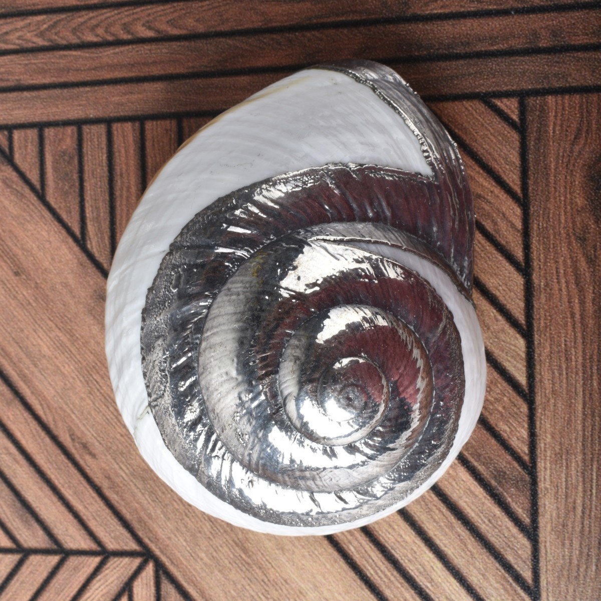 Nine Vintage Assorted Shells