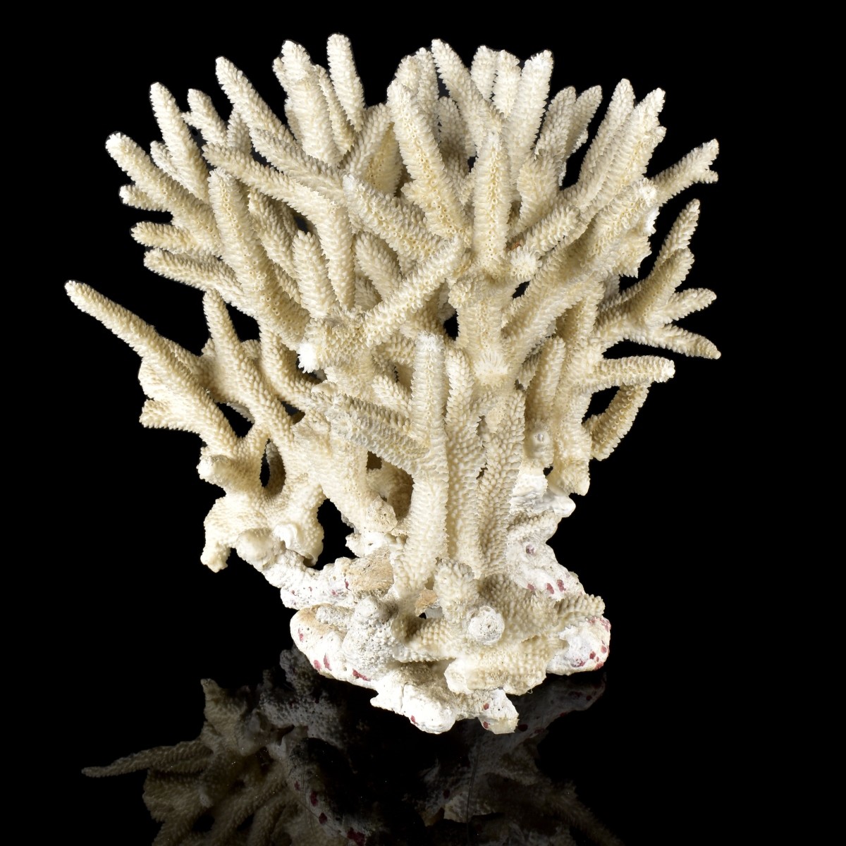 Natural Coral Reef Group