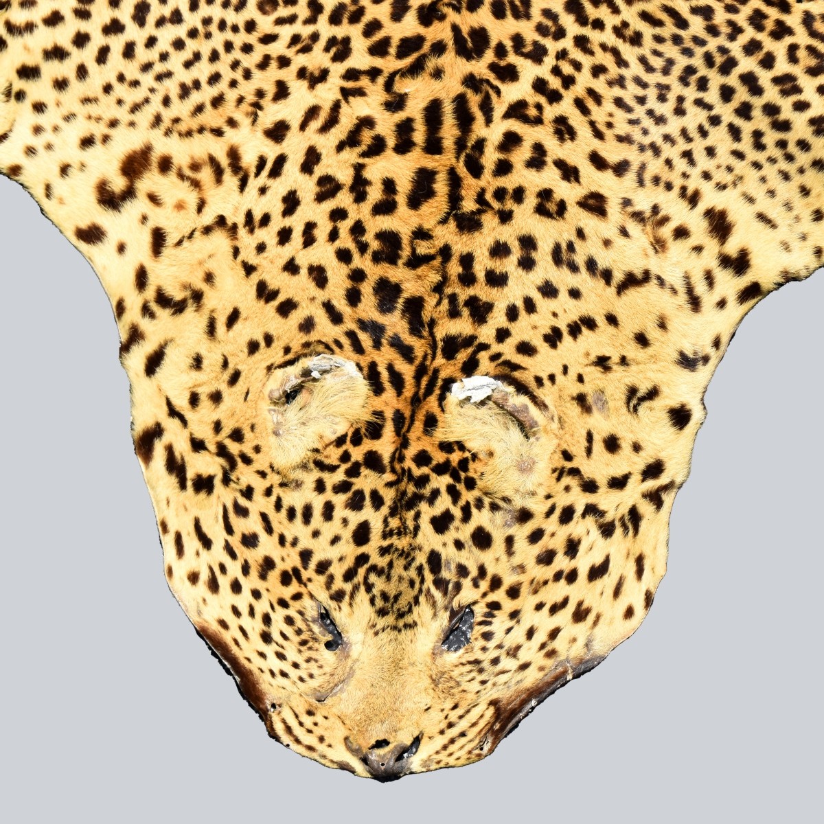 Genuine Leopard Skin Rug