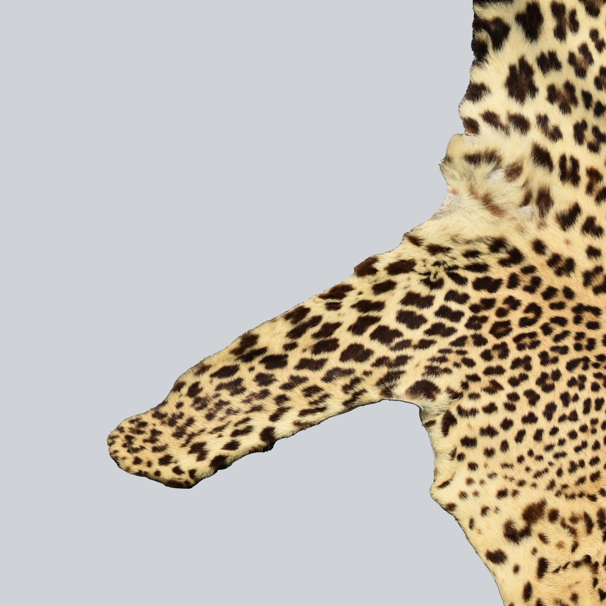 Genuine Leopard Skin Rug