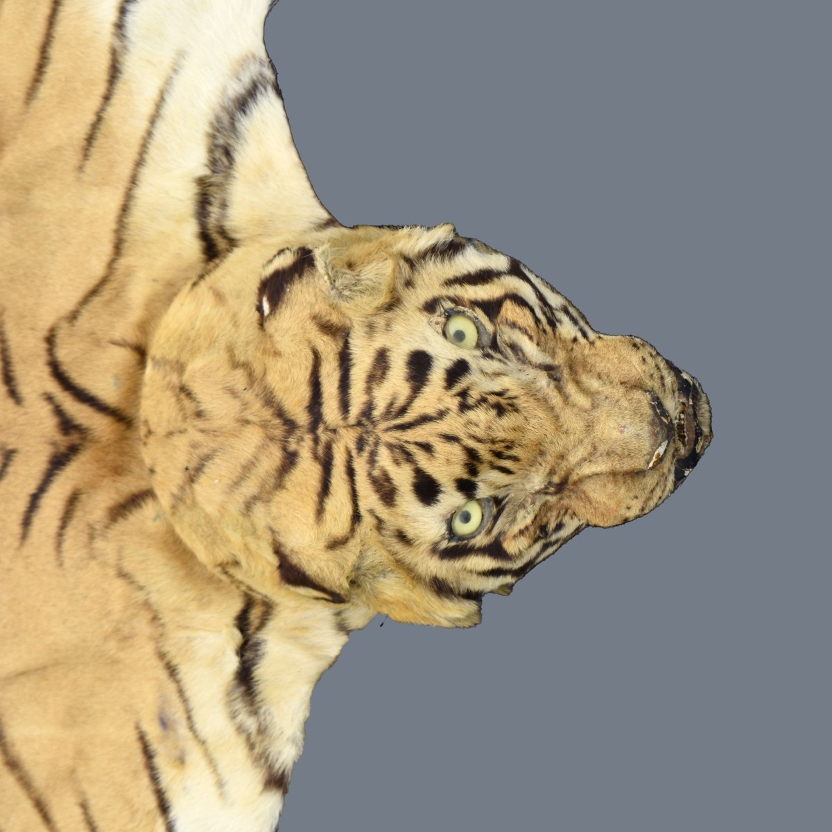 Genuine Tiger Skin Rug