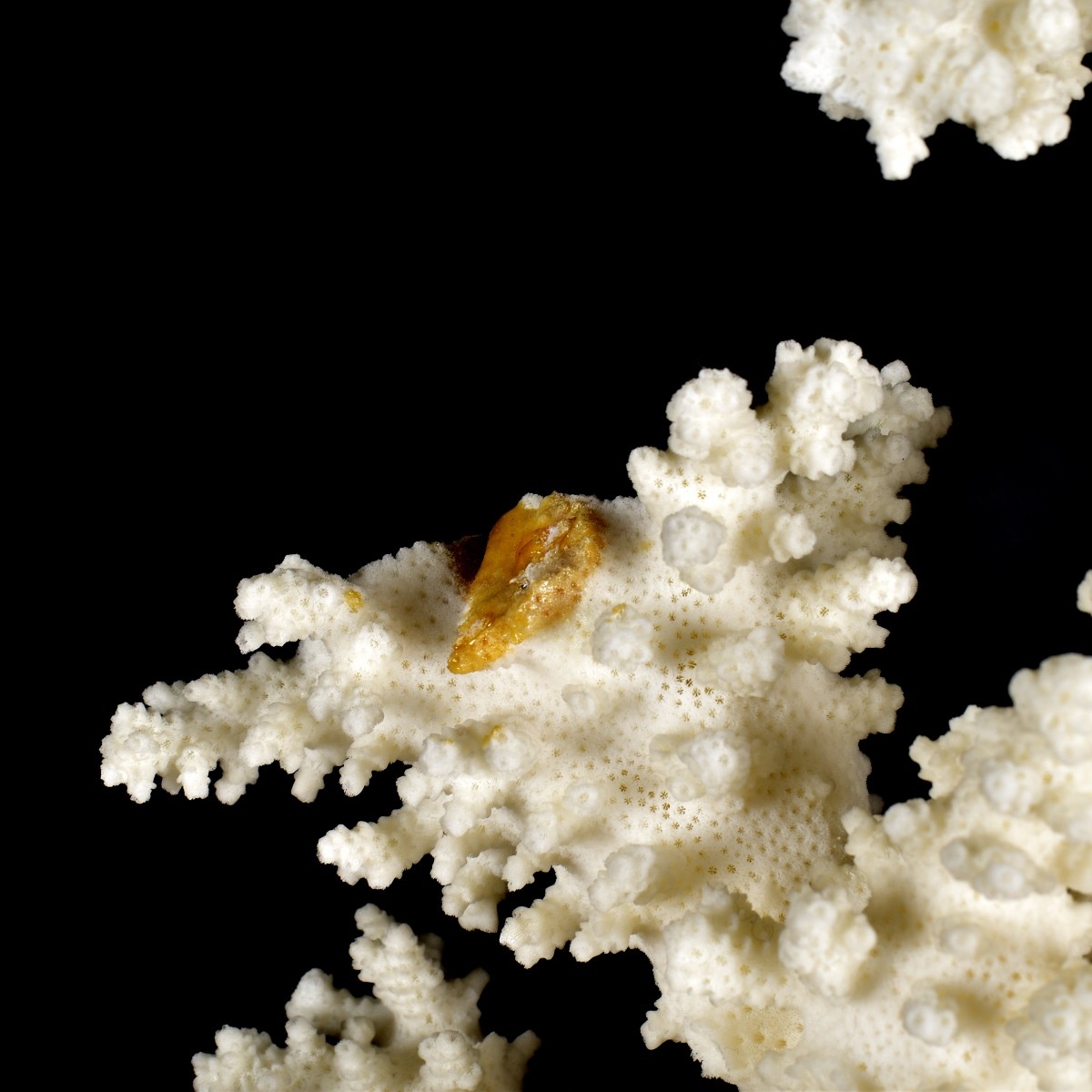 Large Natural Coral Specimen
