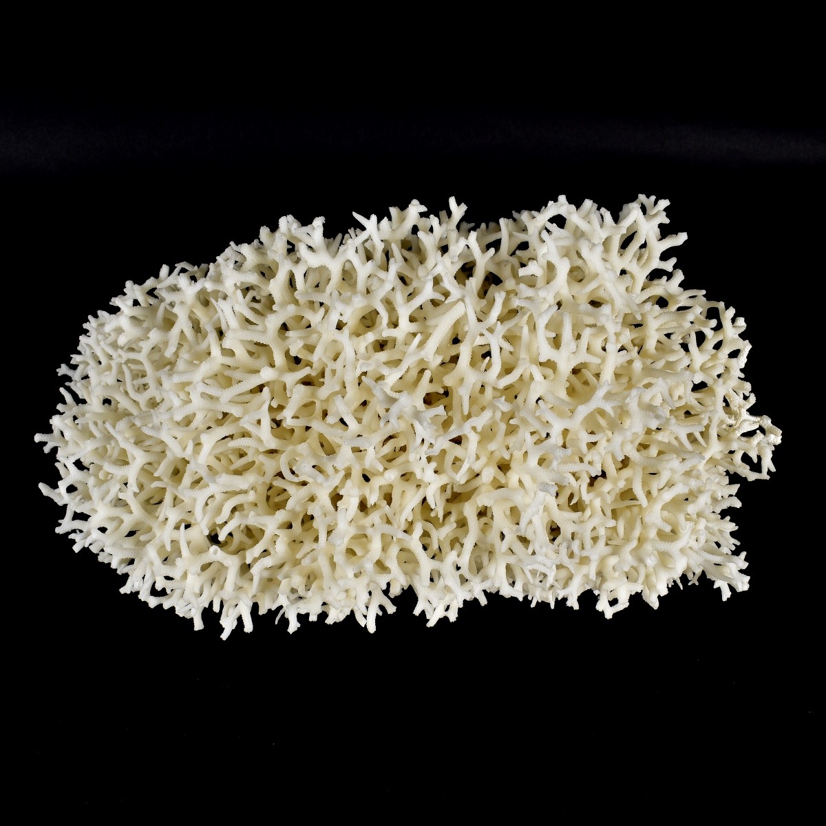 Natural Coral Formation