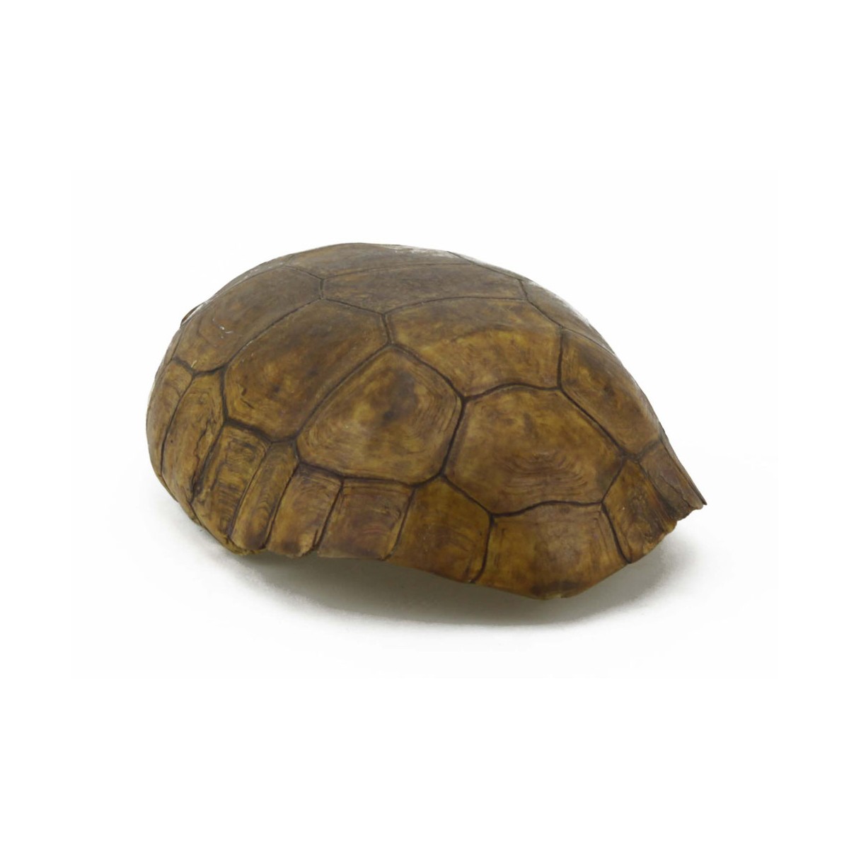 Antique Round Land Turtle Shell