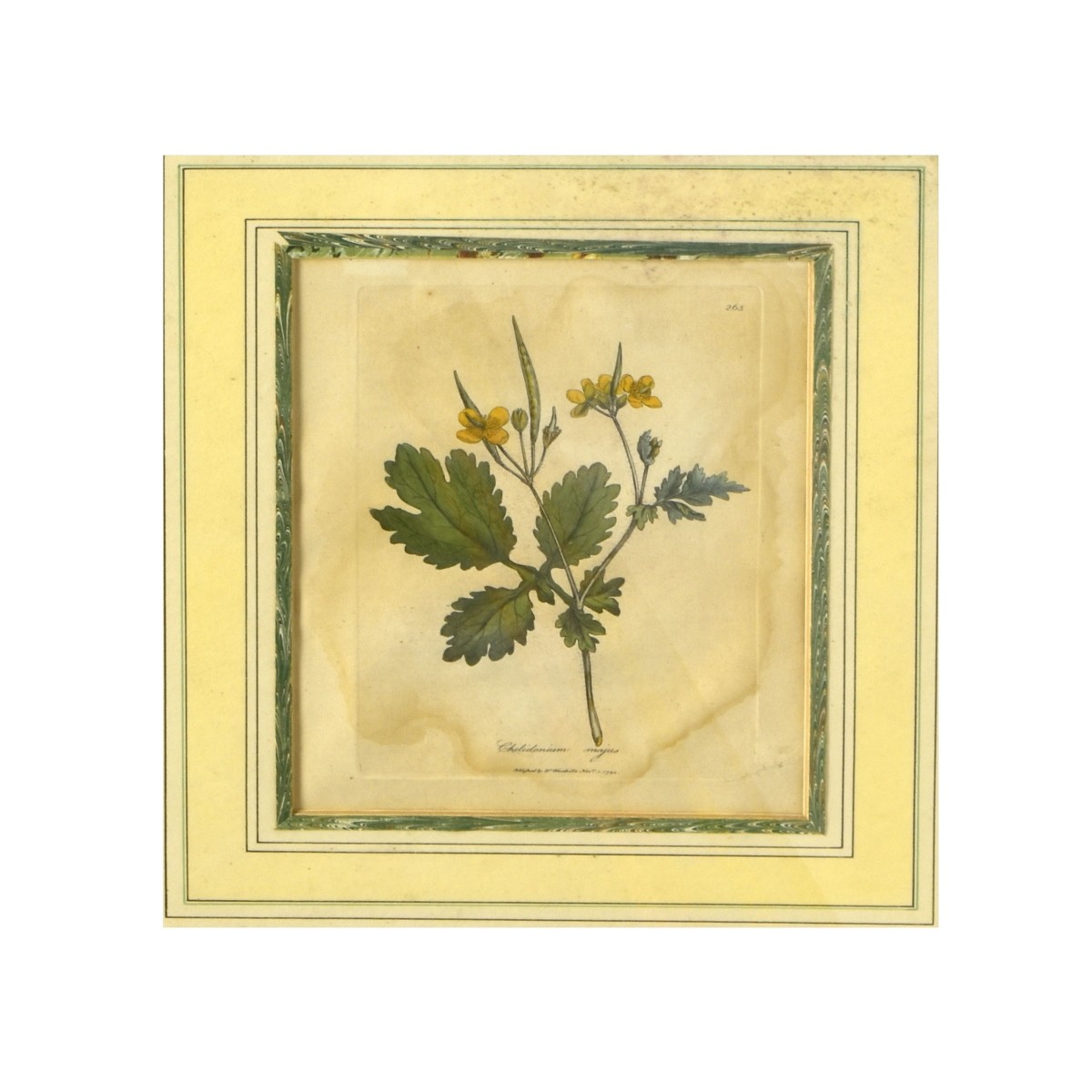 Circa 1790s Hand Colored Botanical Engravings