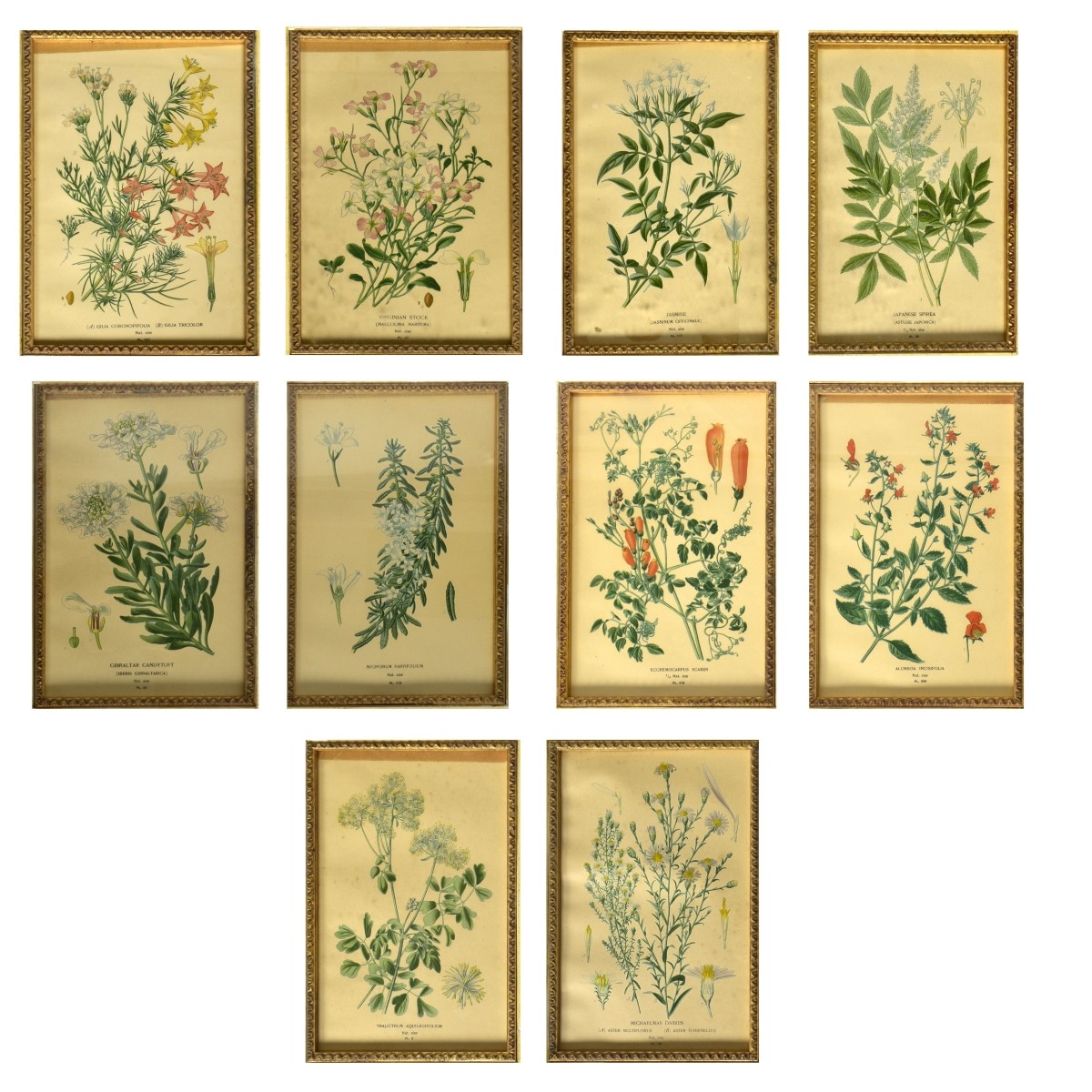 Five Antique Botanical Engravings