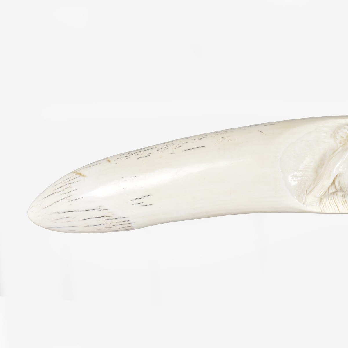 Large African Deep Relief Tusk
