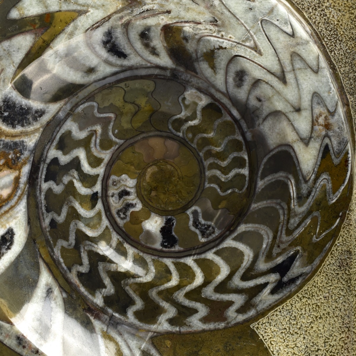 Large British Hildoceras Ammonite Specimen