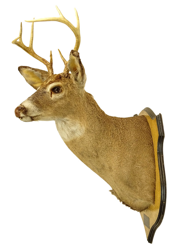Two (2) Mounted Taxidermy Deer Heads with Antlers. Brass plaques to each.