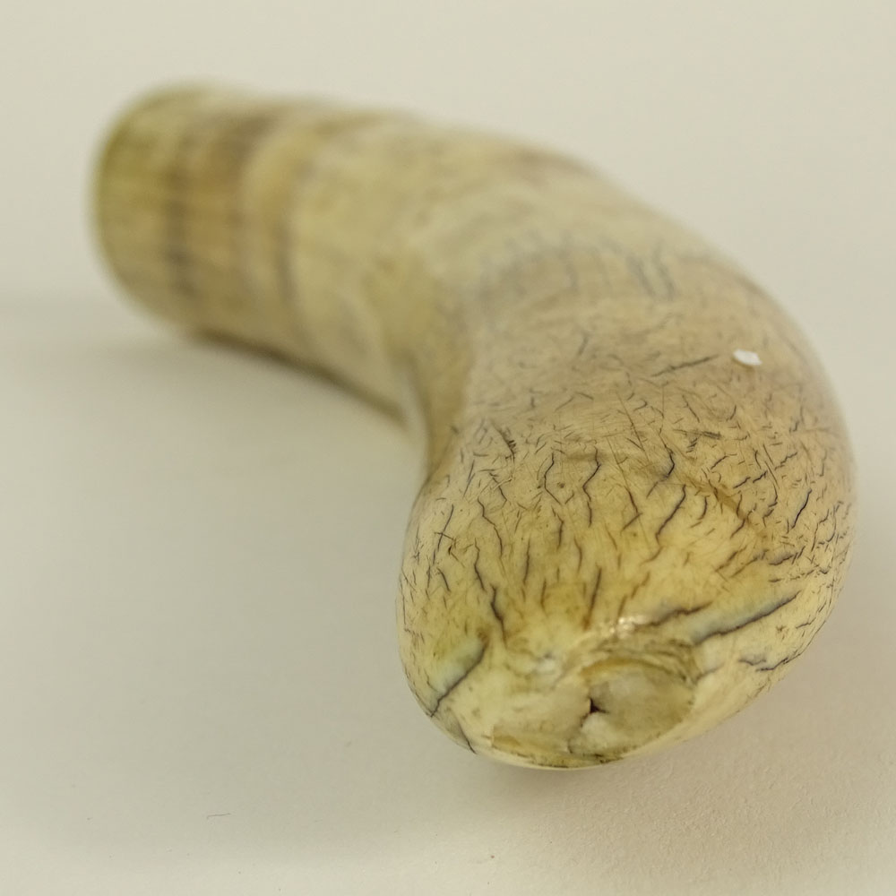 Ivory Walrus Tusk.