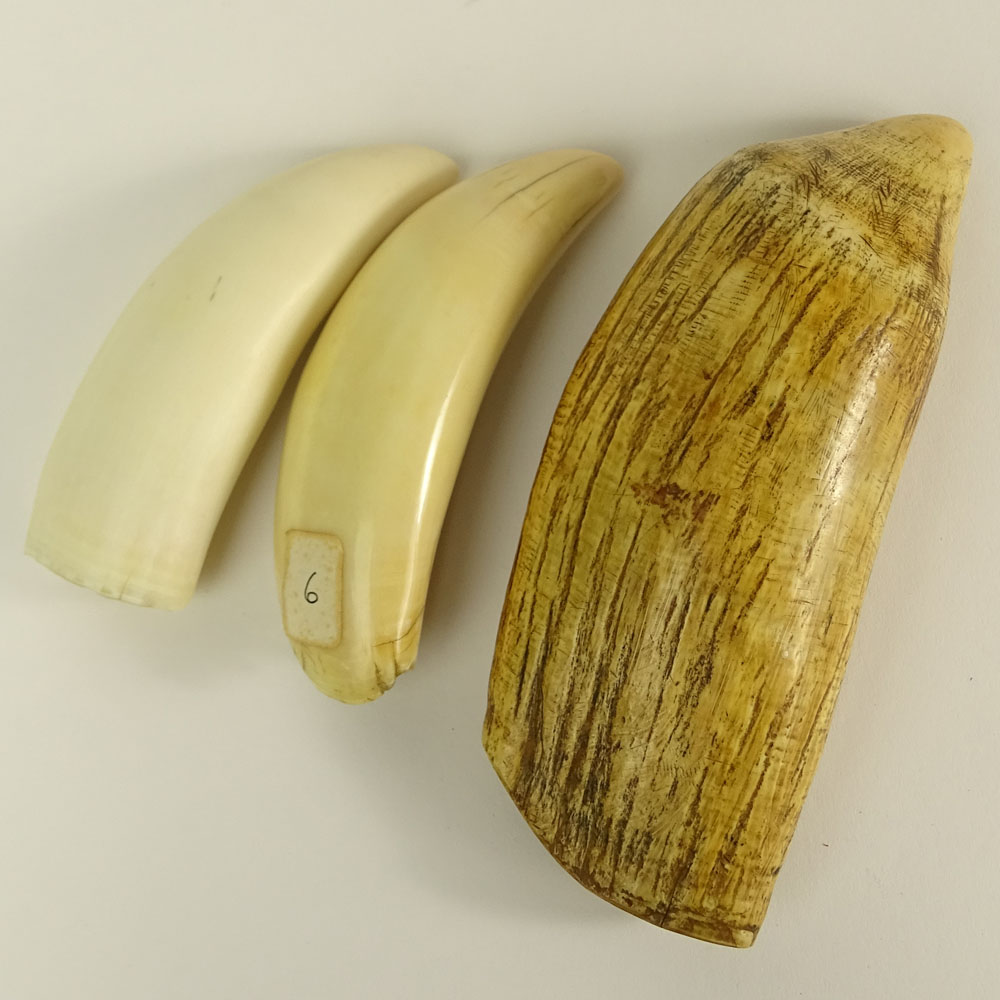 Lot of Three (3) Antique Whale Teeth.