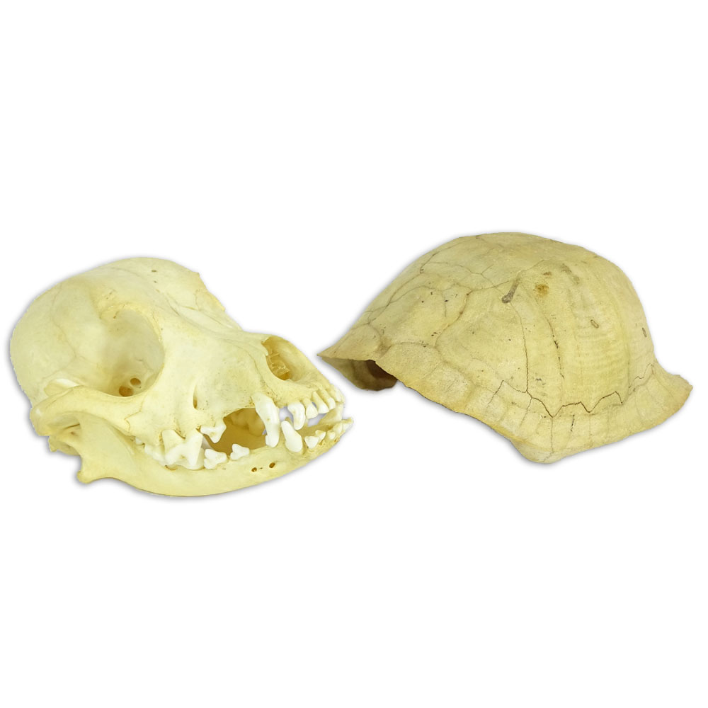 Lot of Two (2) Antique Skeletons.