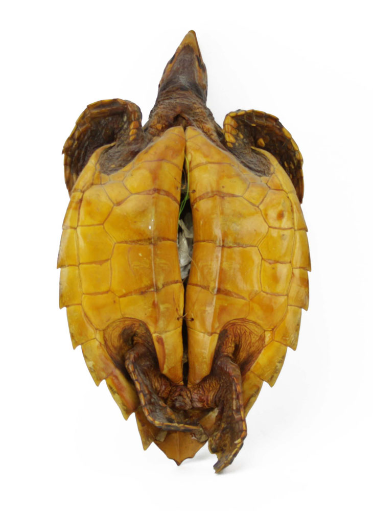 Antique Loggerhead Tortoise Shell Taxidermy Mount.