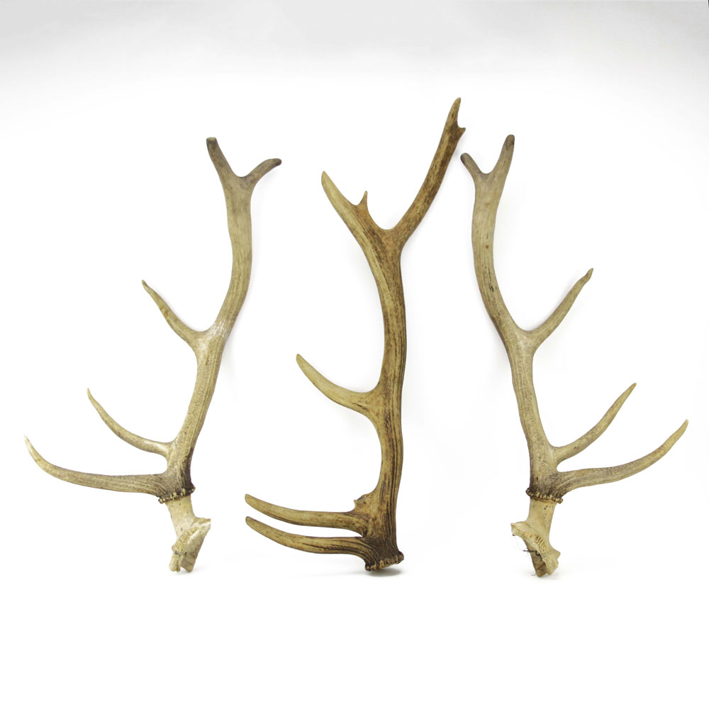 Lot of Three (3) Large  Isolated Deer Antlers.
