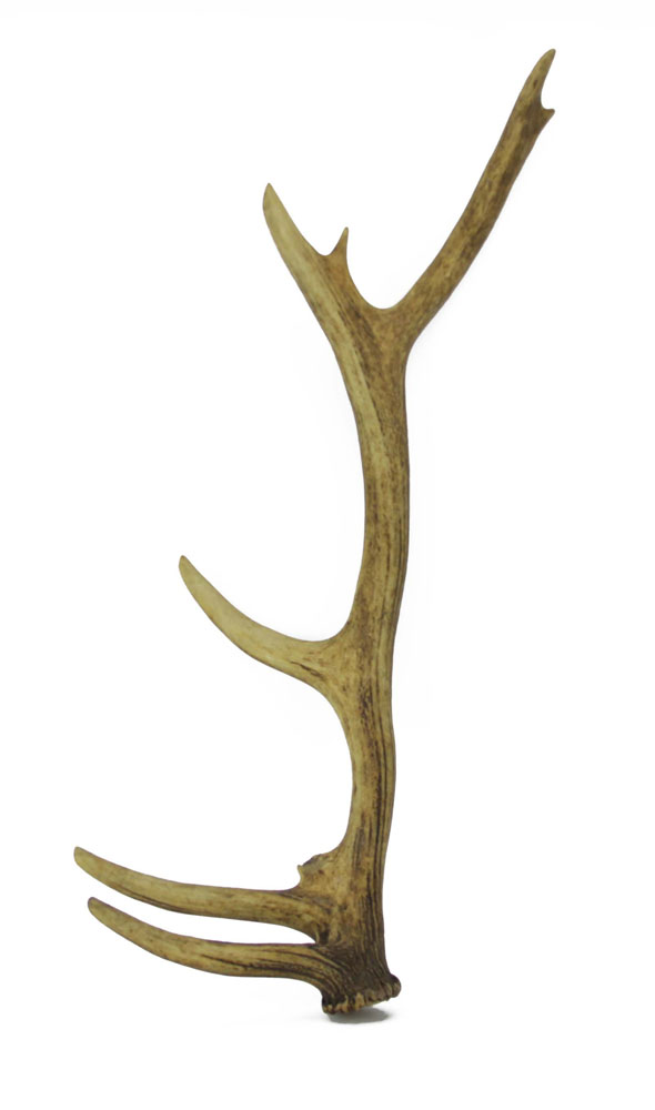 Lot of Three (3) Large  Isolated Deer Antlers.