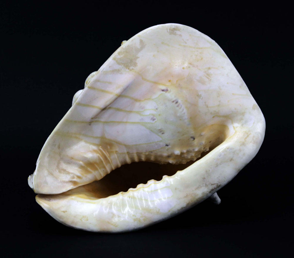 Giant Natural Conch Shell. Normal wear, good condition