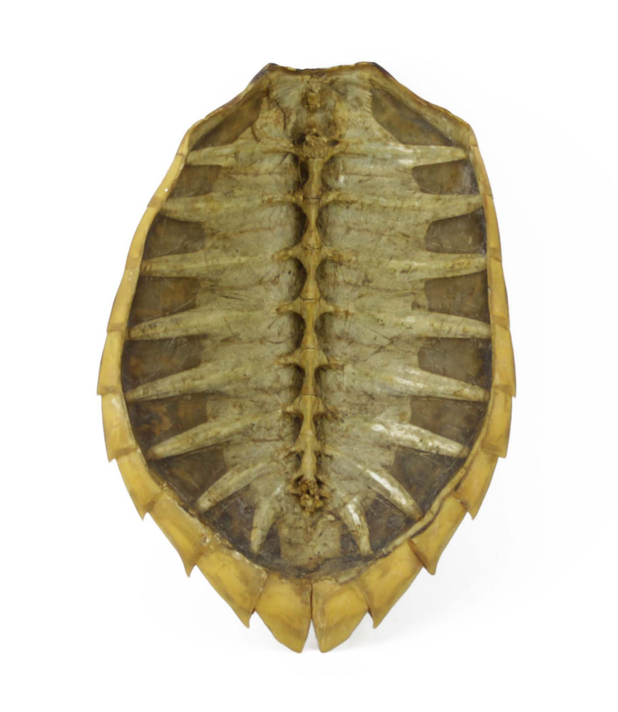Antique Gallipoli Turtle Shell.