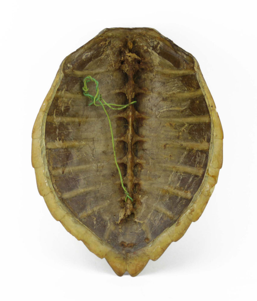 Antique Jagged Turtle Shell