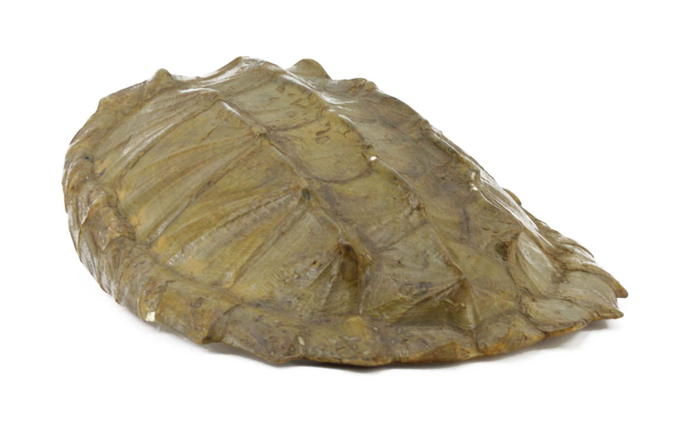 Antique Alligator Turtle Shell.