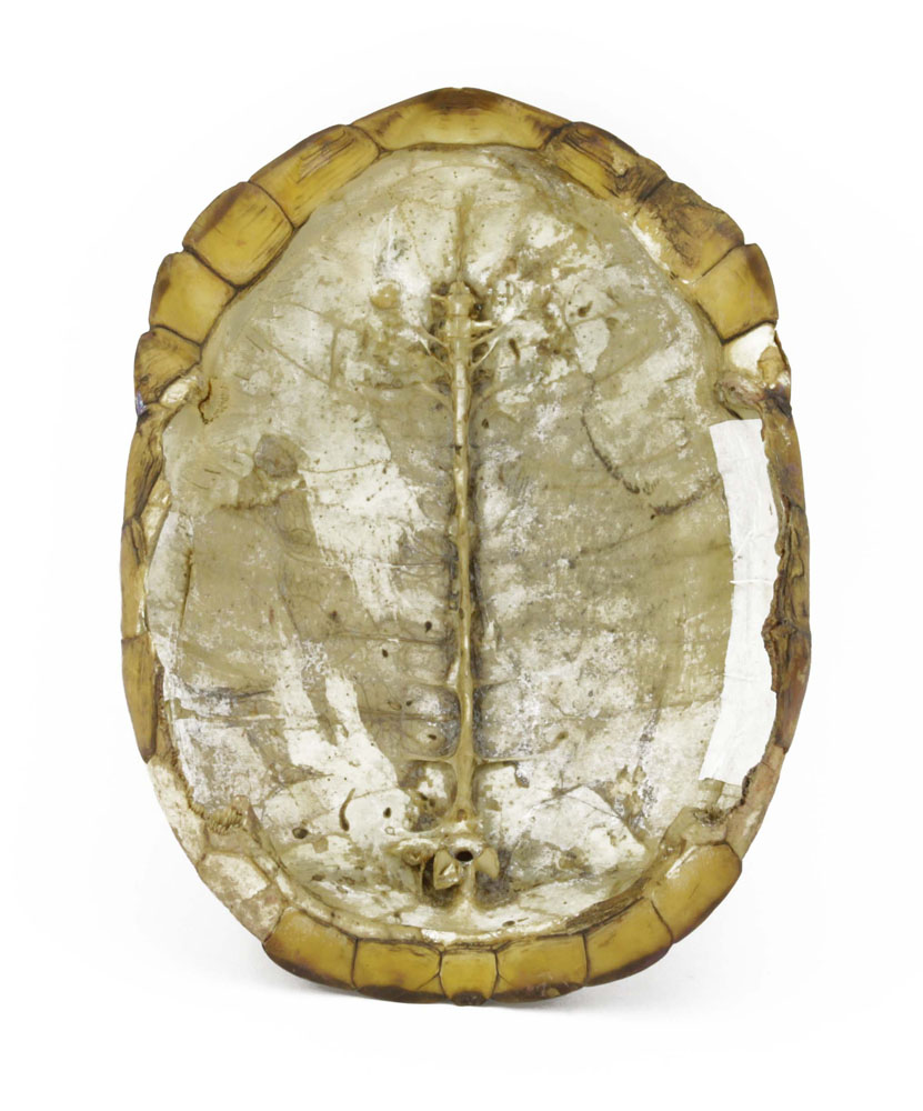 Antique Round Turtle Shell.