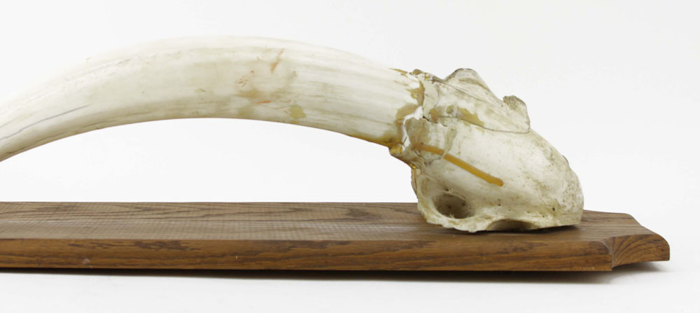 Antique Alaskan Walrus Skull and Tusk Mounted on Wooden Plaque.
