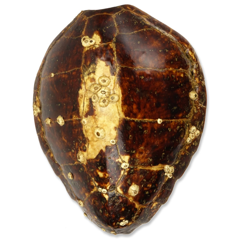 Large Antique Tortoise Shell With Barnacles