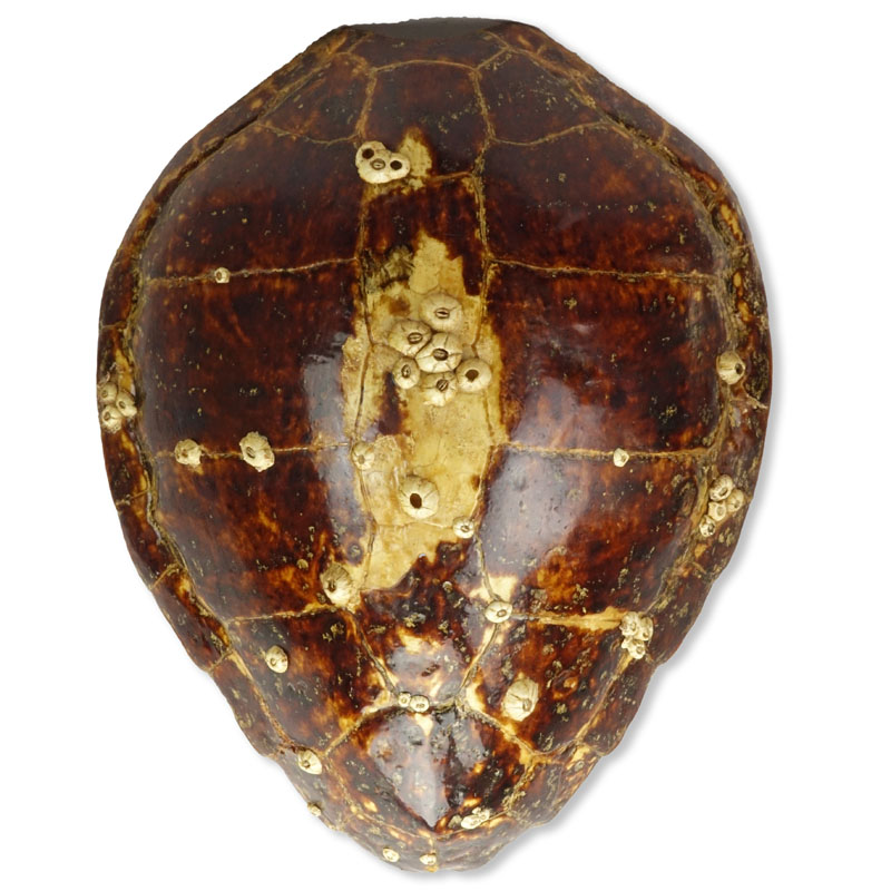 Large Antique Tortoise Shell With Barnacles