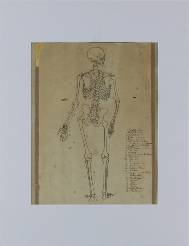 19/20th Century Ink on tan paper "Anatomical Study - Human Skeleton" Unsigned