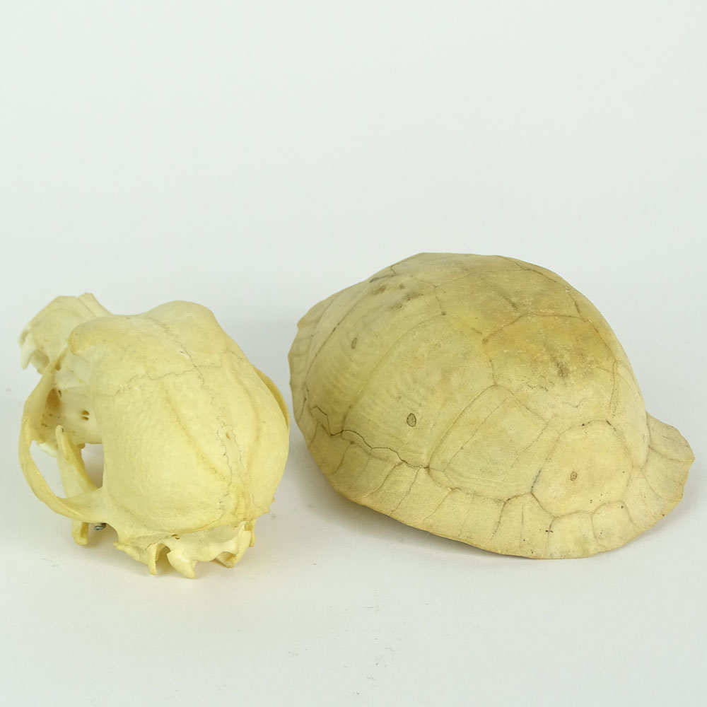 Lot of Two (2) Antique Skeletons