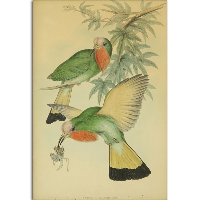After: John Gould & H. C. Richter "Nyctiornis Amictus" Bird Hand Colored Lithograph Print