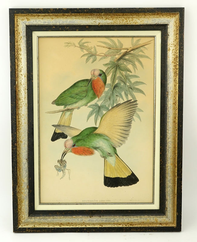 After: John Gould & H. C. Richter "Nyctiornis Amictus" Bird Hand Colored Lithograph Print