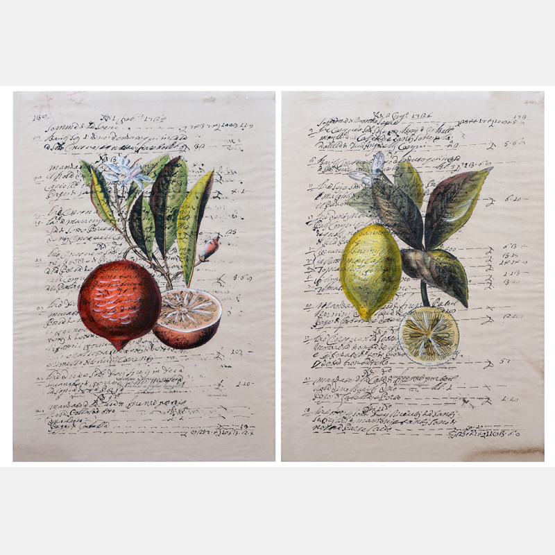 Two (2) 19th Century Ink and Watercolors on paper "Botanicals Of Oranges and Lemons" 