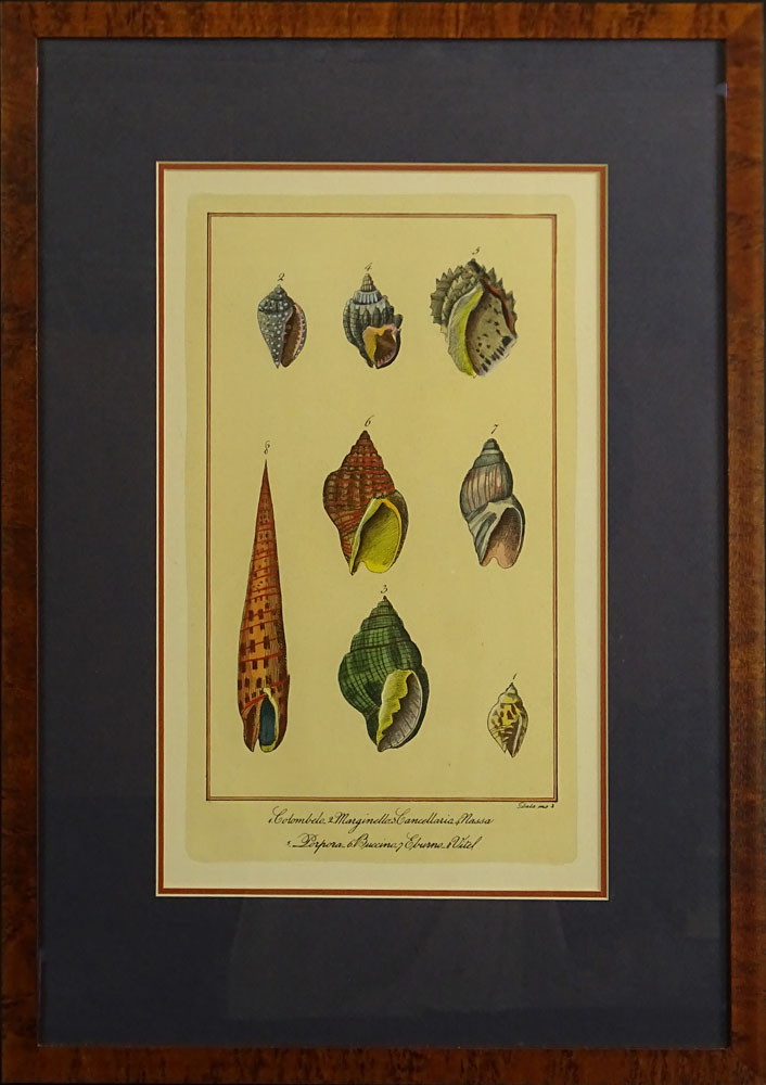 Two Modern Hand colored Prints "Shells".
