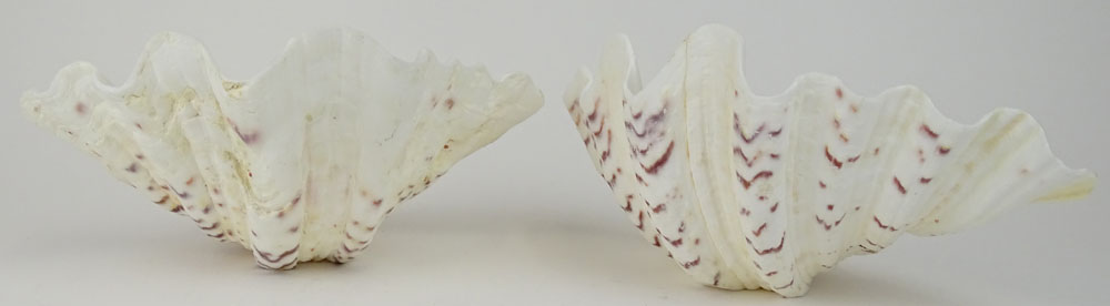 Pair Giant Sea Shells. Natural Shells with Bottoms flattened to stand for serving or display.