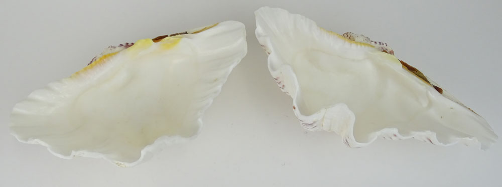 Pair Giant Sea Shells. Natural Shells with Bottoms flattened to stand for serving or display.