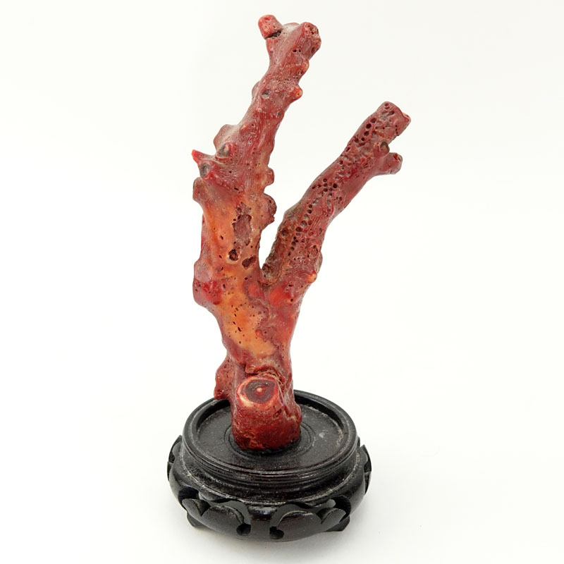 Red Coral Mounted on Wooden Stand. Natural wear.