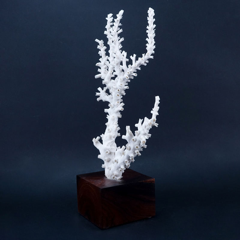 Natural White Coral Specimen on Wood Base.