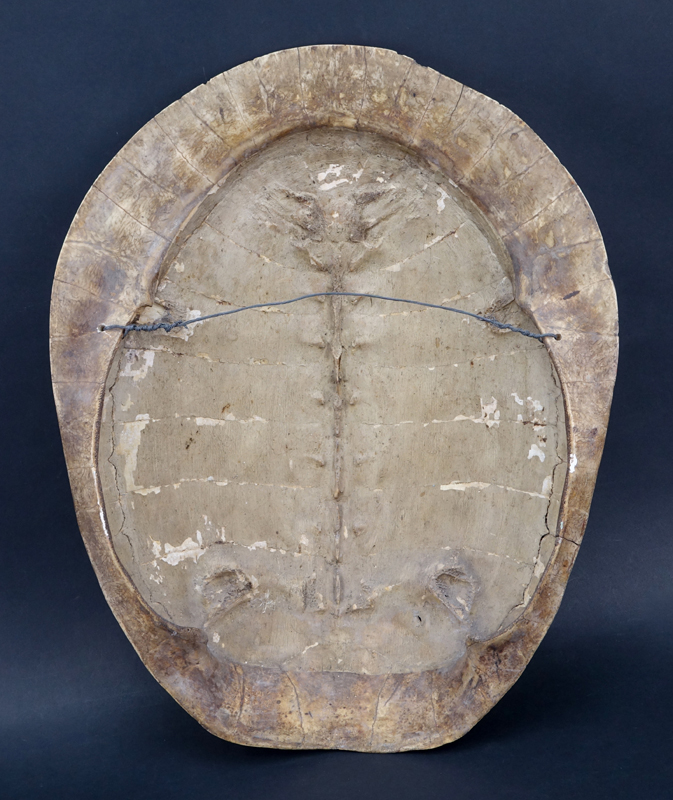 19/20th Century Blonde Turtle Shell Taxidermy. Normal wear and  discoloration.