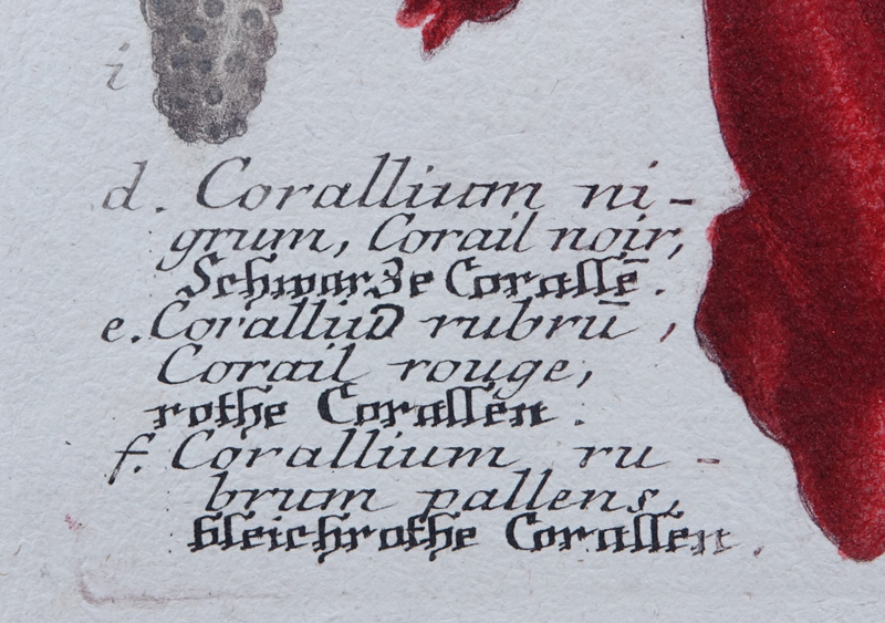 Johann Wilhelm Weinmann, German (1683-1741) 18th Century hand-colored line and mezzotint engraving "Coral" . 