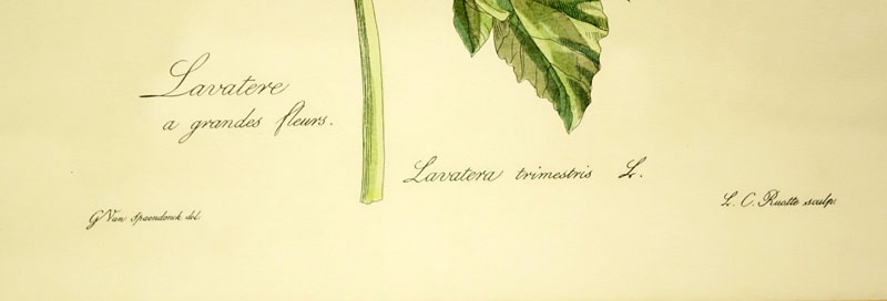 Two (2) After: Gérard van Spaendonck, French (1746 - 1822) Hand Coloured Botanical Engravings. 