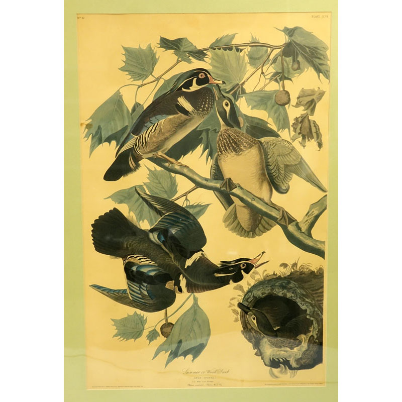 Large Vintage Audubon Print