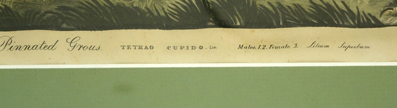 Four (4) Vintage Audubon Prints