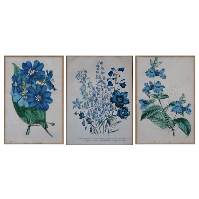 Three Vintage Audubon Style Flower Prints