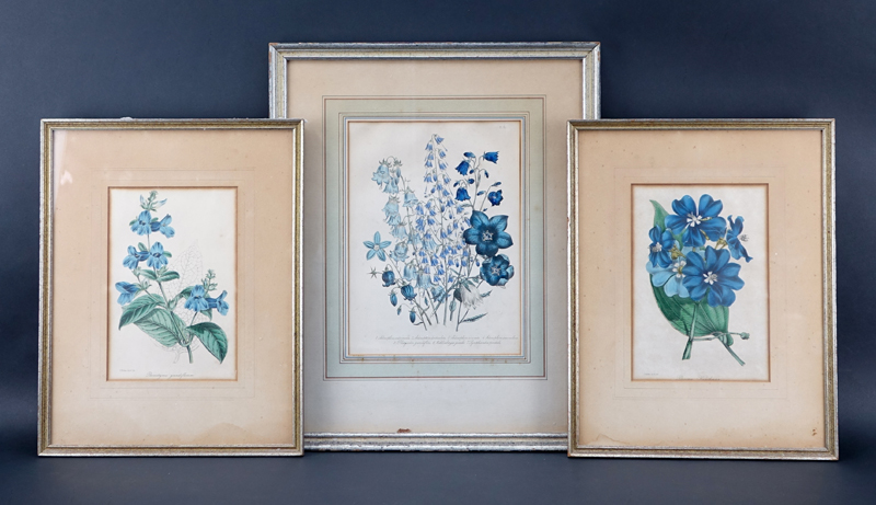 Three Vintage Audubon Style Flower Prints