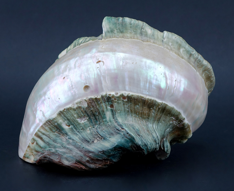Large Mother of Pearl Conch Shell