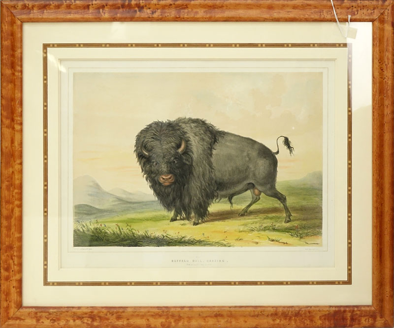 After: George Catlin, American  (1796 - 1872) Color Stone Lithograph "Buffalo Bull, Grazing" published by Day & Haghe Lithrs., to the Queen. 