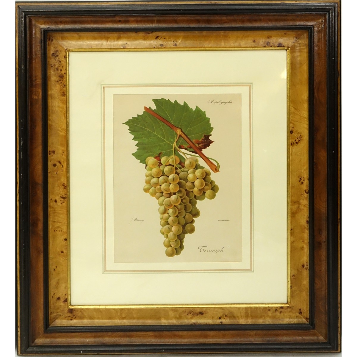 Modern Botanical Colored Lithograph. Nicely framed.