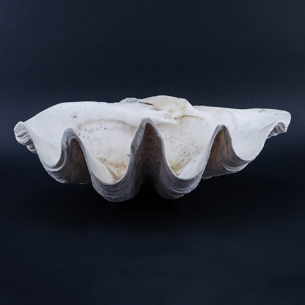 Giant Clam Shell. Chips or nicks to edge, water stains.