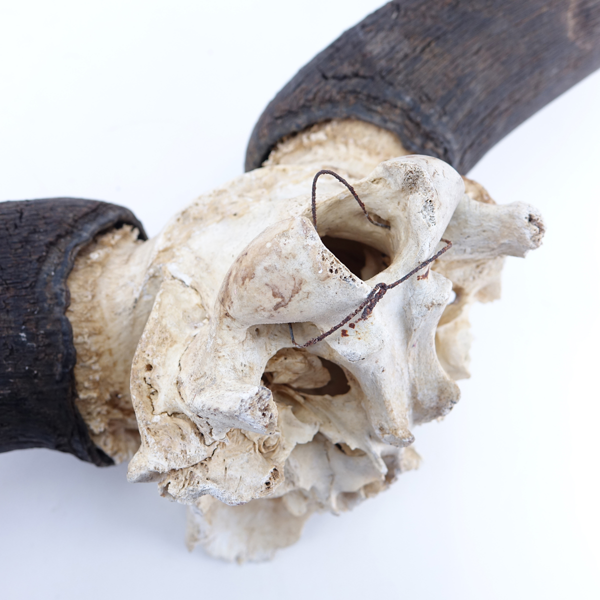 Vintage Water Buffalo Horn with Partial Skull. Typical wear associated with skulls and horns.