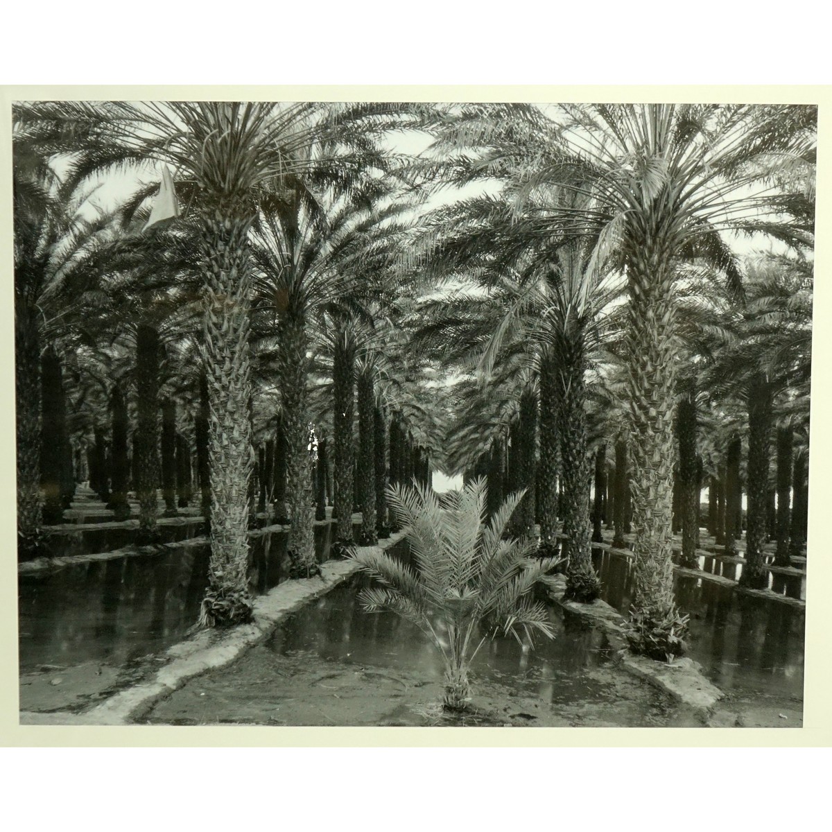 Three (3) Black & White Florida Motif Photographic Prints. 2 inscribed en verso Clyde Butcher, one unsigned.